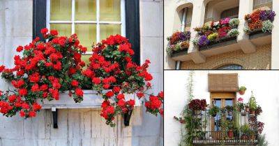 How to Select Best Plants for Balcony | Beginner's Guide | - balconygardenweb.com