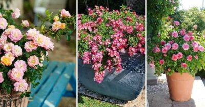 12 Smallest Rose Varieties for Containers - balconygardenweb.com