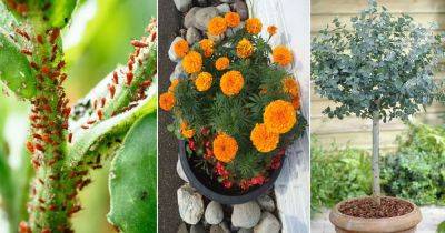 18 Plants That Naturally Repel Aphids | Anti Aphids Plants - balconygardenweb.com