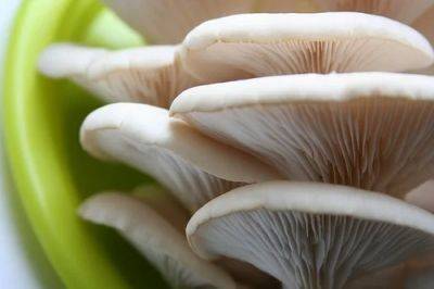 Growing Mushrooms in Coffee Grounds - balconygardenweb.com