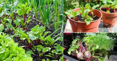 10 Best Beets Companion Plants | What to Grow with Beet Roots - balconygardenweb.com