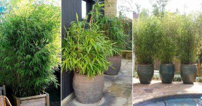 Growing Bamboo in Pots | Best Bamboo To Grow in Containers | - balconygardenweb.com