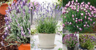 41 Best Types of Lavender | Lavender Varieties - balconygardenweb.com - France
