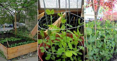 12 Functional DIY Pea Trellis Ideas - balconygardenweb.com