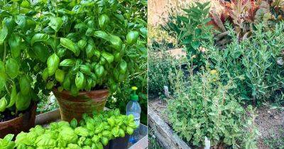 14 Best Companion Herbs You Can Grow Side by Side - balconygardenweb.com - Russia - Italy