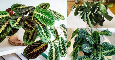 7 Reasons Behind Prayer Plant Leaves Curling and Solutions - balconygardenweb.com