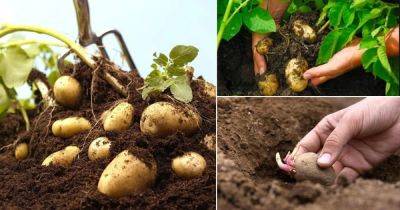 Growing Potatoes Indoors | Best Potatoes to Grow in Pot | - balconygardenweb.com - Usa