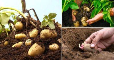 Growing Potatoes Indoors | Best Potatoes to Grow in Pot | - balconygardenweb.com - Usa - state Idaho