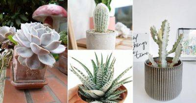 27 Best White Succulents You Can Grow - balconygardenweb.com - South Africa