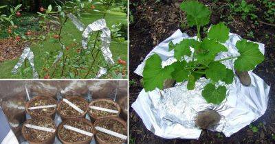 7 Ingenious Aluminum Foil Uses in the Garden - balconygardenweb.com - state Florida - state Maryland