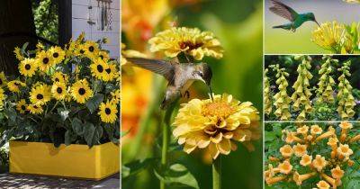 18 Best Yellow Hummingbird Plants You Can Grow to Attract Them - balconygardenweb.com