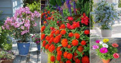 47 Best Flowers for Full Sun | Heat Tolerant Flowers for Containers - balconygardenweb.com