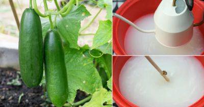 How to Make a Powerful Homemade Yeast Fertilizer for Cucumber Plants - balconygardenweb.com