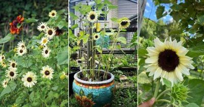 6 Best White Sunflower Varieties - balconygardenweb.com - Italy