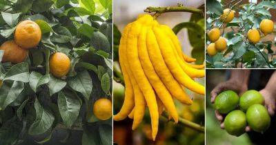 Different Types of Lemons with Pictures | Best Lemon Varieties | - balconygardenweb.com - China - Australia - Italy - state Florida