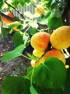 How to Grow Apricot from Seeds | Growing Apricot From Pits | - balconygardenweb.com