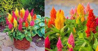 How to Grow Celosia | Growing and Planting Guide - balconygardenweb.com