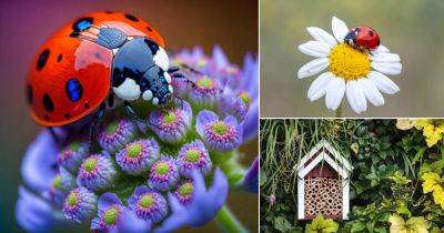 How to Attract Ladybugs to Your Garden - balconygardenweb.com