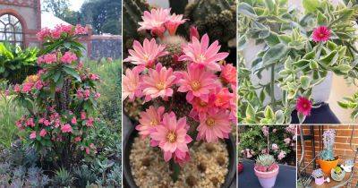 17 Stunning Succulents with Pink Flowers - balconygardenweb.com - Mexico