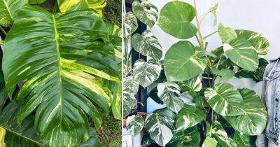 How to Get Big Leaves of Pothos Plant | 9 Tips to Get Giant Leaf Pothos - balconygardenweb.com