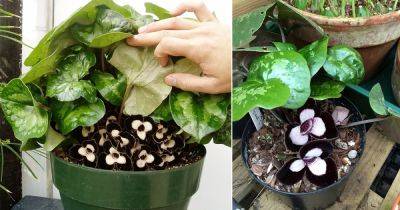 Panda Face Ginger Plant Care and Growing Requirements - balconygardenweb.com - China