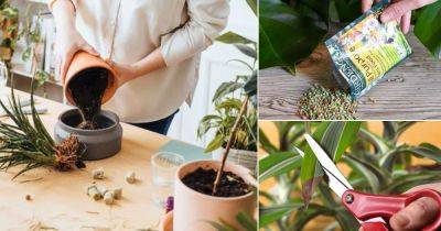 12 Indoor Gardening Tips for Big and Healthy Houseplants - balconygardenweb.com
