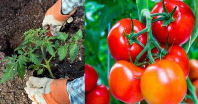 Put These 8 Things in Your TOMATO Planting Hole For The Best Tomatoes Ever - balconygardenweb.com - Britain