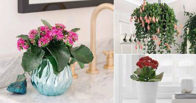 How to Grow Flowering Kalanchoe Indoors | Kalanchoe blossfeldiana Care - balconygardenweb.com