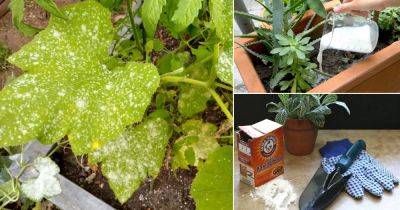 10 Best Homemade DIY Fungicide Recipes for Plants - balconygardenweb.com