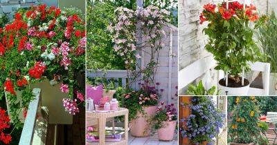 18 Best Vines and Climbers for Balcony and Patio - balconygardenweb.com