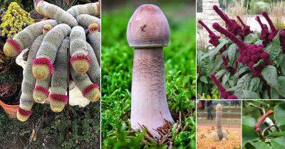 27 Shocking Plants that Look like Penis - balconygardenweb.com - Bolivia
