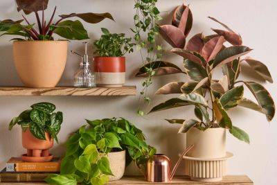 Our Editors Share Their Favorite—and Least Favorite—Houseplants - thespruce.com