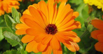 How to Grow Pot Marigold (Calendula) Flowers - gardenerspath.com - Britain - France - Mexico - region Mediterranean