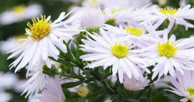 Best 11 Varieties of White Aster Flowers for Your Garden - gardenerspath.com - Usa