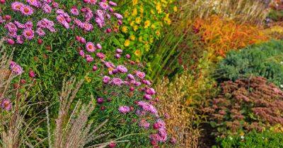13 of the Best Companion Plants for Late Season Asters - gardenerspath.com - New York