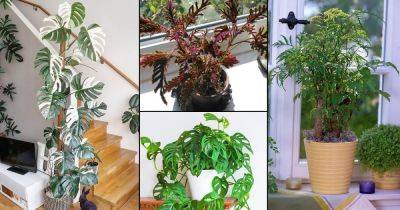 16 Indoor Plants with Fanciful Cut Foliage - balconygardenweb.com - Thailand