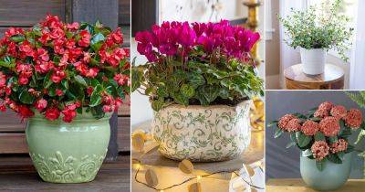 17 Best Flowers You Can Grow Indoors All Winter - balconygardenweb.com