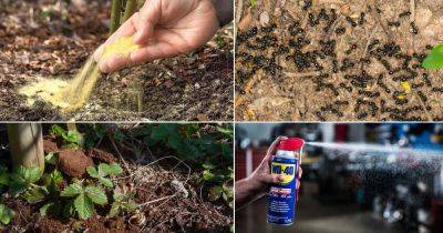 20 Potent Ant Killer Recipes for the Garden - balconygardenweb.com