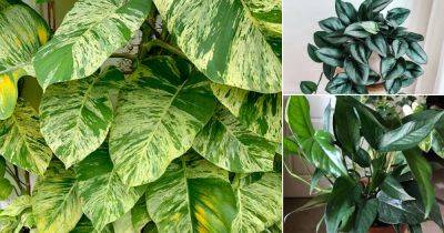 9 Big Pothos Varieties With Large Leaves - balconygardenweb.com