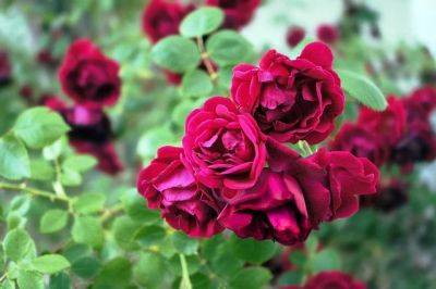 How to Care Roses | Rose Care Tips - balconygardenweb.com