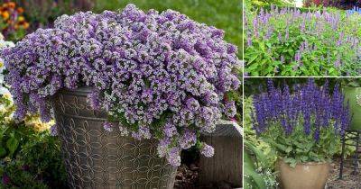 15 Best Purple Flowers in Texas | Purple Plants in Texas - balconygardenweb.com - state Texas