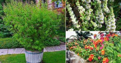 17 Best Mosquito Repelling Plants | Plants That Repel Mosquitoes - balconygardenweb.com
