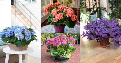 15 Indoor Plants that are as Beautiful as Flower Bouquets - balconygardenweb.com