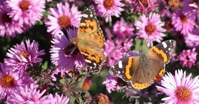 11 of the Best Perennial Asters for Late Summer Color - gardenerspath.com
