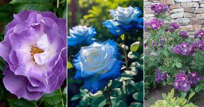 13 Best Blue Rose Varieties + Blue Rose Meaning - balconygardenweb.com - China