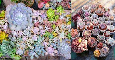 7 Secret Tricks for Colorful Vibrant Succulents - balconygardenweb.com