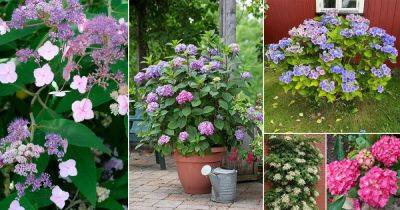 20 Most Beautiful Types of Hydrangeas | Best Hydrangea Varieties - balconygardenweb.com