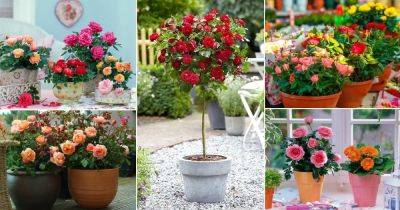 35 Mind Blowing Pictures of Roses in Pots - balconygardenweb.com