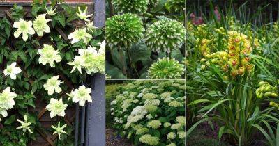 23 Types of Green Flowers | Green Flower Names - balconygardenweb.com
