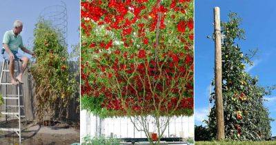 How to Grow Tomato As a Tree | Growing a Giant Tomato Plant - balconygardenweb.com - China - Japan - Belgium - state Florida